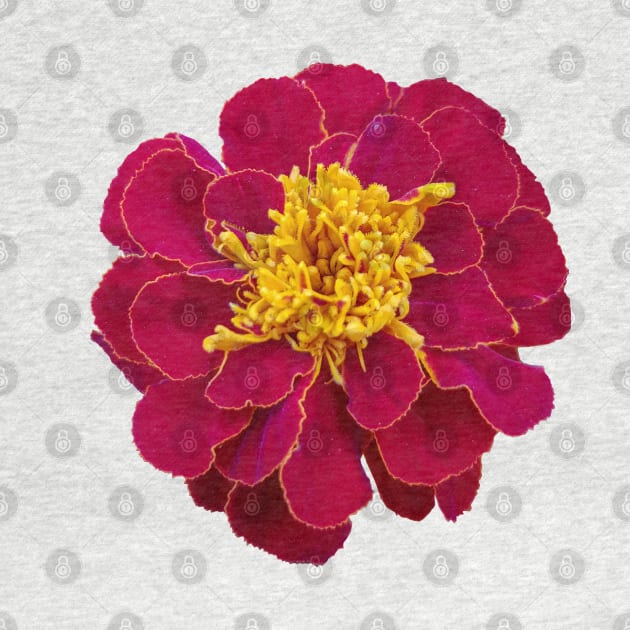 Red Marigold Floral Photo by ellenhenryart